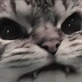 🍄 b239ff62 kat, dier, huisdier, huiskat, zoogdier telegram sticker