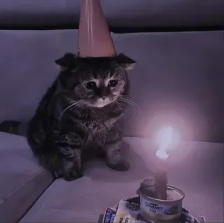 🍄 b42759c6 kat, verjaardag, feestmuts, kaars, dier, huisdier telegram sticker
