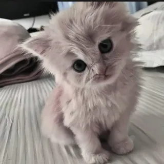 🍄 b4c18fc9 kat, kitten, dier, schattig, huisdier, katachtig, fluffy telegram sticker