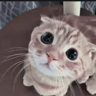 🍄 b946c231 kat, schattig, huisdier, dier, huiskat, kitten telegram sticker