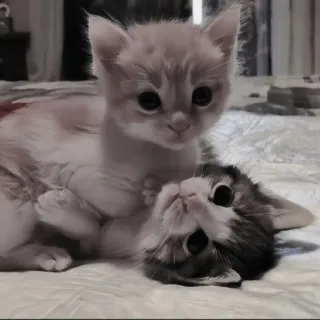 🍄 bb3e89b2 kitten, katten, dieren, schattig, huisdier, huiskat, katachtig telegram sticker