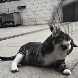 🍄 bcdfde2b kat, dier, huisdier, katachtig, cyperse kat, huisdier telegram sticker