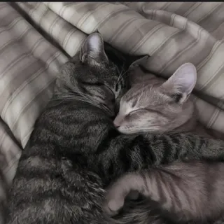 🍄 bfdd263e katten, huisdieren, slapen, dieren, huisdier, schattig, katachtig telegram sticker