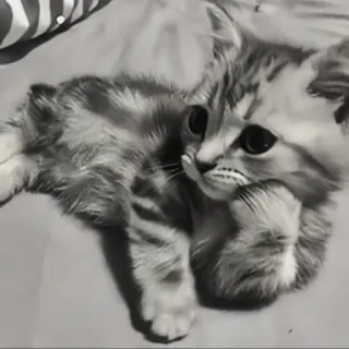 🍄 c2d43d61 kat, kitten, dier, huisdier, schattig, katachtig telegram sticker