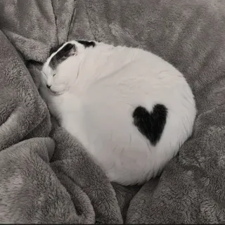 🍄 c82022eb kat, dier, huisdier, hart, schattig, liefde, huisdier telegram sticker