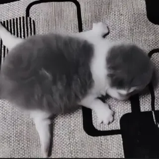 🍄 cd296f3f kat, kitten, schattig, dier, huisdier, katachtige, kat telegram sticker