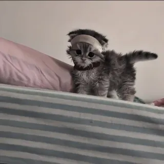 🍄 d291acdd kitten, kat, schattig, dier, huisdier, lief telegram sticker