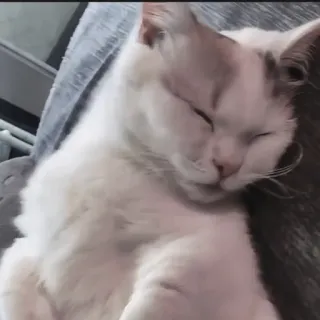 🍄 d2a6fa6d kat, slapen, huisdier, dier, huiskat, schattig telegram sticker