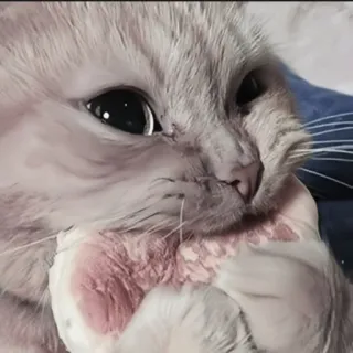 🍄 dd9160e9 kat, kitten, schattig, dier, huisdier, huiskat telegram sticker