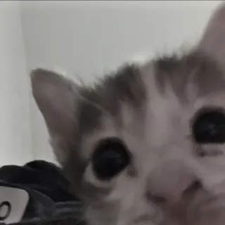 🍄 e10c9b50 kitten, kat, dier, schattig telegram sticker