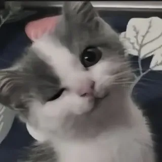 🍄 e53d7081 kat, kitten, huisdier, dier, schattig, huiselijk telegram sticker