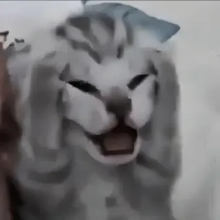 🍄 e65c9e2f kat, dier, huisdier, meme, grappig telegram sticker