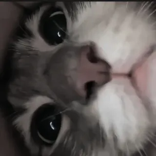 🍄 e7c7d413 kat, kitten, schattig, dier, huisdier, huiskat telegram sticker