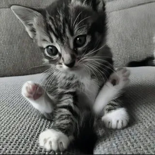 🍄 e7cf4cf5 kitten, kat, dier, schattig, huisdier, huisdier telegram sticker