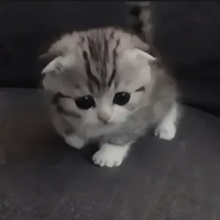🍄 e9c8d4f8 kat, kitten, schattig, lief, katachtig, dier, huisdier telegram sticker