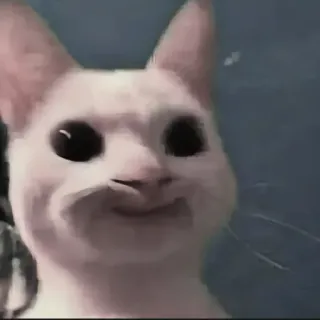 🍄 eadf1251 kat, dier, grappig, meme, Popcat telegram sticker