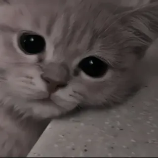 🍄 ec3c2322 kat, schattig, dier, kitten, huisdier, huiskat telegram sticker