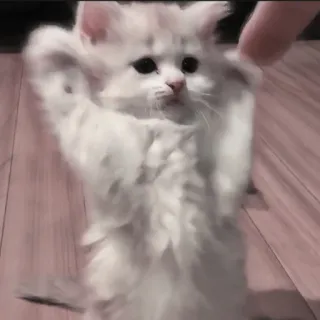 🍄 f1006c6a kat, kitten, schattig, dier, huisdier, tam, speels telegram sticker