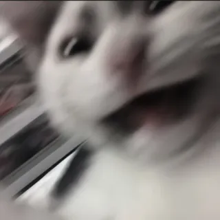 🍄 fbbe71b7 kat, vaag, wit, dier, meme telegram sticker