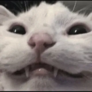 🍄 fc17c4b0 kat, dier, huisdier, witte kat, grappige kat, meme telegram sticker
