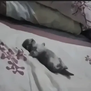 🍄 fcb89af9 slapend dier, kat, liggend, dier, huisdier telegram sticker