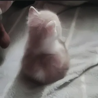 🍄 fd8f8f4b kitten, kat, dier, huisdier, schattig, katachtig, huisdier telegram sticker