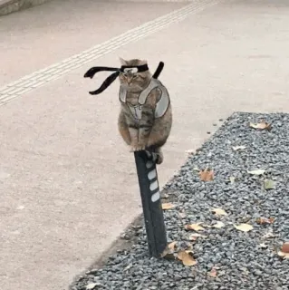 🌿 05be0002 kucing, ninja, lucu, hewan, peliharaan, imut, cosplay, humor telegram sticker