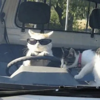 🌿 5225f702 kucing, menyetir, kacamata hitam, hewan, kendaraan, hewan peliharaan telegram sticker