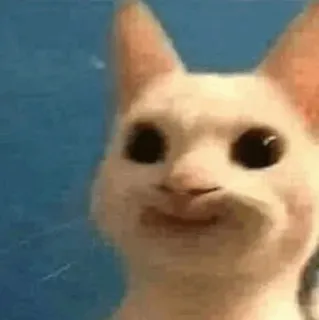 '𝘊𝘶𝘵𝘦 𝘤𝘢𝘵𝘴 @webtoon_sticker telegram stickers