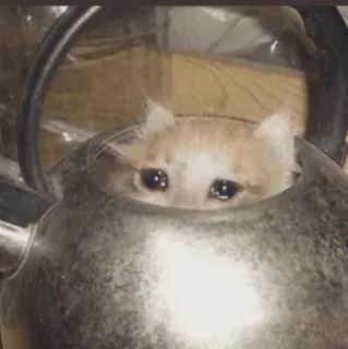 🌿 5a4b3282 kucing, anak kucing, sedih, menangis, ketel, hewan peliharaan, hewan telegram sticker