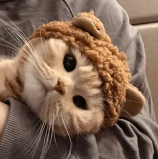 🌿 5d162ec5 kucing, hewan, peliharaan, lucu, anak kucing, hewan peliharaan telegram sticker