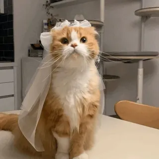 🌿 5dc52a25 kucing, pernikahan, pengantin, kerudung, binatang, imut telegram sticker