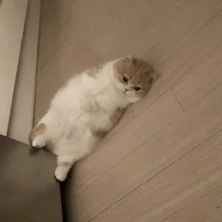 🍓 6d92bd3e kucing, hewan peliharaan, binatang, imut, menggemaskan, domestik telegram sticker