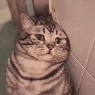 🌿 877c27f5 kucing, hewan, lucu, hewan peliharaan, hewan peliharaan, belang telegram sticker