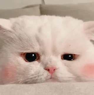 🌿 8ac06fb7 kucing, kucing putih, imut, hewan peliharaan, hewan, hewan peliharaan, berbulu, kawaii telegram sticker