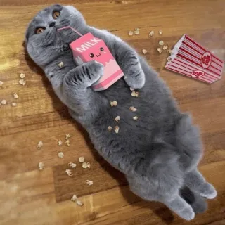 🌿 932e3d88 MILK kucing, susu, kartun, binatang, lucu, minuman, makanan telegram sticker