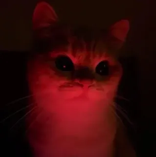 🌿 a5bb81bf kucing, hewan, peliharaan, lampu merah, gelap, menyeramkan telegram sticker
