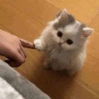 🍓 b7a59f8b anak kucing, kucing, imut, hewan peliharaan, binatang, berbulu, menggemaskan, kecil telegram sticker