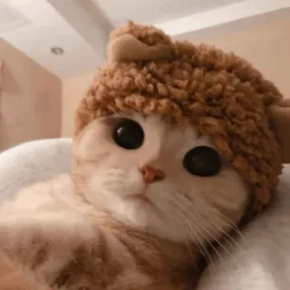 🍓 bd5affb1 kucing, anak kucing, lucu, binatang, hewan peliharaan, topi telegram sticker