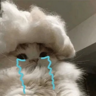 🍓 de193b82 kucing, menangis, sedih, air mata, imut, hewan peliharaan, hewan, berbulu telegram sticker