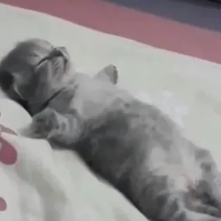 🍓 e40372e7 anak kucing, kucing, tidur, imut, hewan, peliharaan, abu-abu, tempat tidur telegram sticker