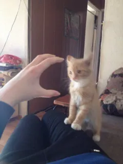 💕 0ad74e17 고양이, 새끼 고양이, 애완동물, 동물, 귀여운, 고등어 고양이 whatsapp sticker