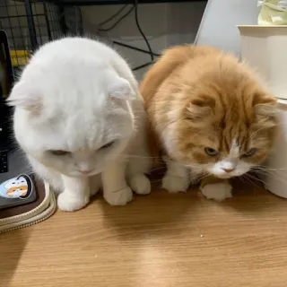 😡 14ab813f 고양이, 고양이들, 애완동물, 동물, 귀여운, 귀엽다, 냥이 whatsapp sticker