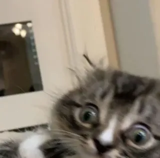 😨 1f255c38 고양이, 새끼 고양이, 동물, 애완 동물, 귀여운, 웃긴 whatsapp sticker