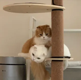 ♥️ 2e775bd9 고양이, 고양이, 동물, 귀여운, 애완동물, 가축, 고양이과 whatsapp sticker