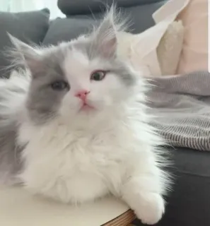 😕 328e70d4 고양이, 새끼 고양이, 애완동물, 동물, 귀여운, 집, 고양이과 whatsapp sticker