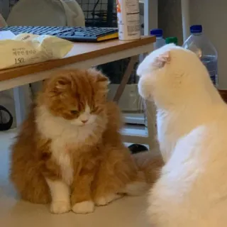 😡 482d3bb3 고양이, 반려동물, 애완동물, 고양이과, 포유류, 동물 whatsapp sticker