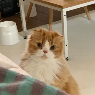 😡 555782a6 고양이, 새끼 고양이, 애완 동물, 동물, 귀여운, 스코티시 폴드 whatsapp sticker