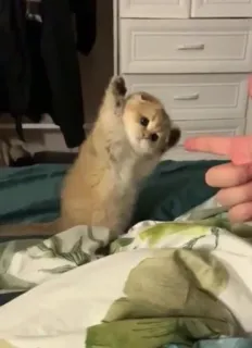 🥺 5f59424f 고양이, 새끼 고양이, 동물, 귀여운, 애완 동물, 웃긴, 침대 whatsapp sticker