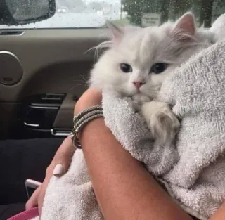 💕 64c95999 고양이, 애완동물, 동물, 폭신한, 흰 고양이 whatsapp sticker